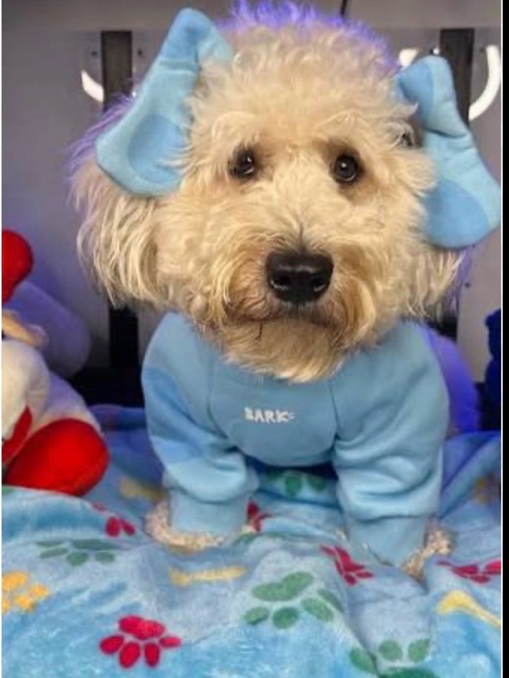 Bark Box Blues Clues costume M/L